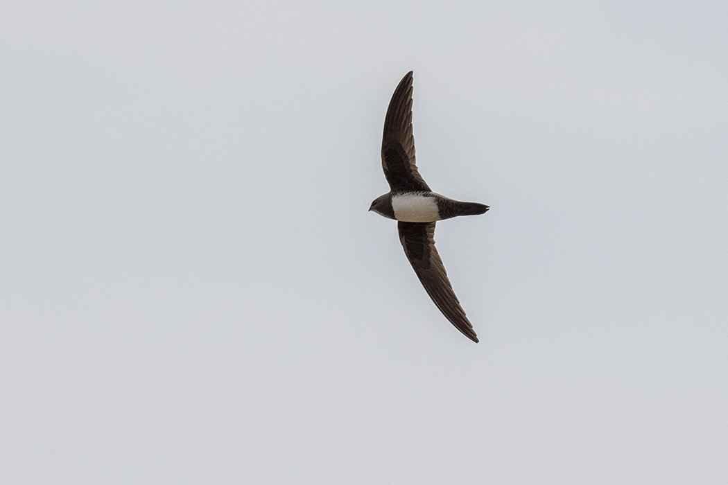 Alpine Swift